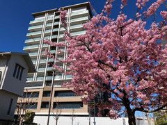 河津桜と一緒に