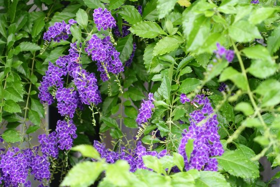 和楽久シニアレジデンス長津田