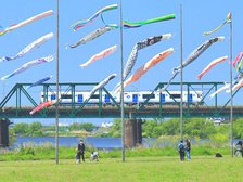 遠賀川の鯉のぼり