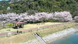 桜の名所☆薬王寺水辺公園☆