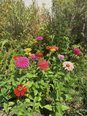 屋上で育てているお花です🌻