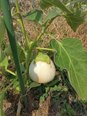 白ナスが立派に育っていました🍆✨