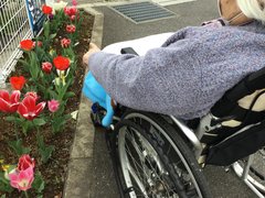 チューリップが満開です