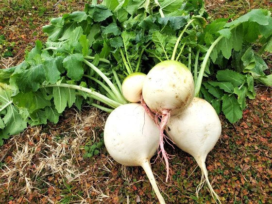 グリーンズ湘南・茅ヶ崎