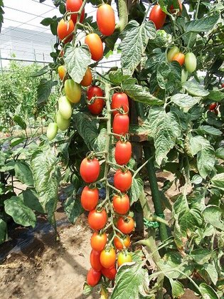 グリーンズ湘南・茅ヶ崎