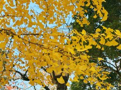 令和7年11月23日 勤労感謝の日