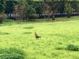 🏃 お庭でスタート!本日のかけっこ大会🏃