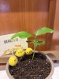 桃太郎を探しに・・・