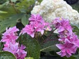 紫陽花①