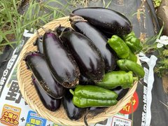 お楽しみ夏野菜