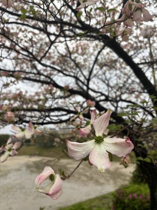 愛
