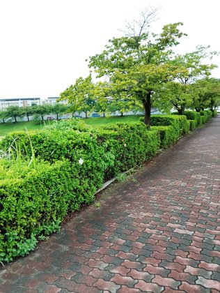 愛