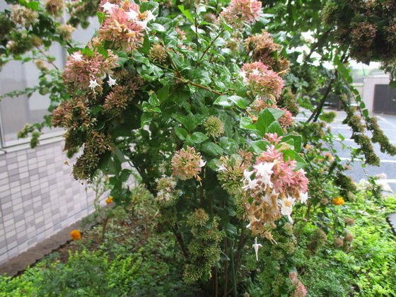 レジデンス熊谷