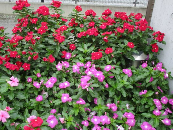 レジデンス熊谷