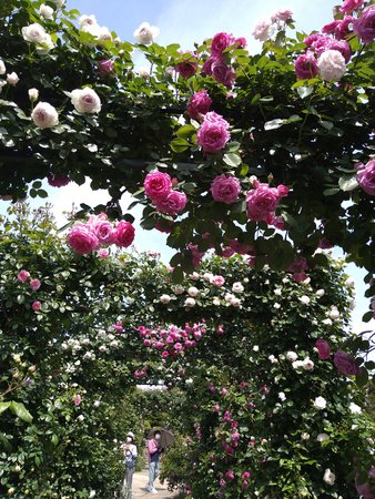 みんなでバラ園に行きました Fika山手 フィーカ ヤマテ 横浜市中区 Lifull 介護 みんなでバラ園に行きました Fika山手 フィーカ ヤマテ 横浜市中区 Lifull 介護