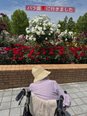 季節を感じる～バラを見に行こう～