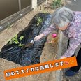 スイカの苗植え