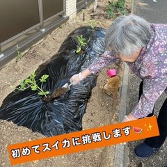 スイカの苗植え