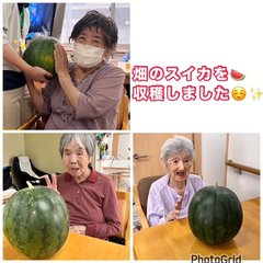スイカを収穫!!