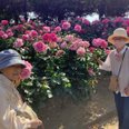 与野公園のバラ鑑賞