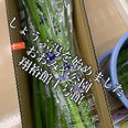 しょうぶ湯始めました