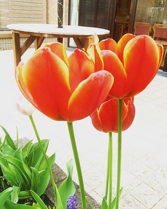 ななさと翔裕館