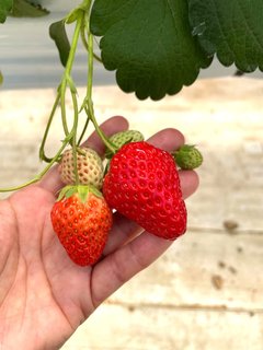 いちご狩り、第二段に行って参りました★