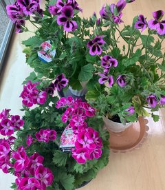 先日、ご利用者様家族から 素敵なお花頂きました。