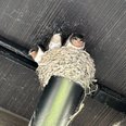 🐦 毎年やってくる幸せの使者 🐦