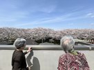 メヴィアン柴又