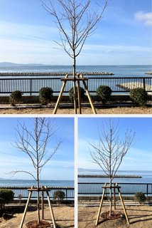 🌸中庭にソメイヨシノを3本植栽いたしました🌸