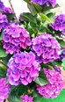 色鮮やかな紫陽花が見頃です