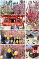 🌸観梅🌸