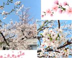 🌸庭の桜が満開を迎えました🌸