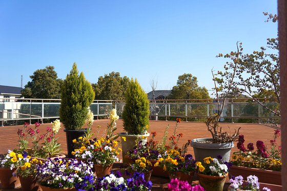 染井野ヒルズひまわりの里