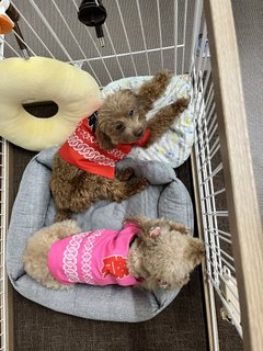 サンクラッソみき名物犬も夏祭りにむけ!