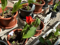 春満開✿チューリップと楽しむリハビリ