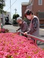 ことしもさつき園「さつき」が満開でした!!!