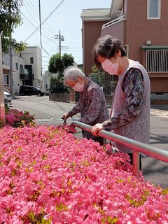 ことしもさつき園「さつき」が満開でした!!!