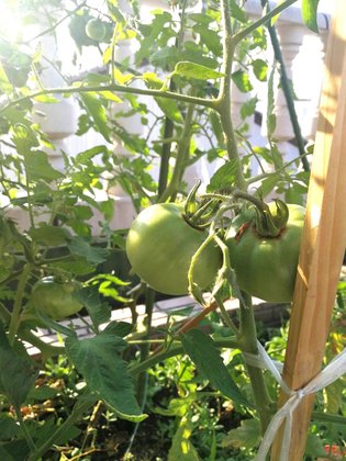 シニアあしたば