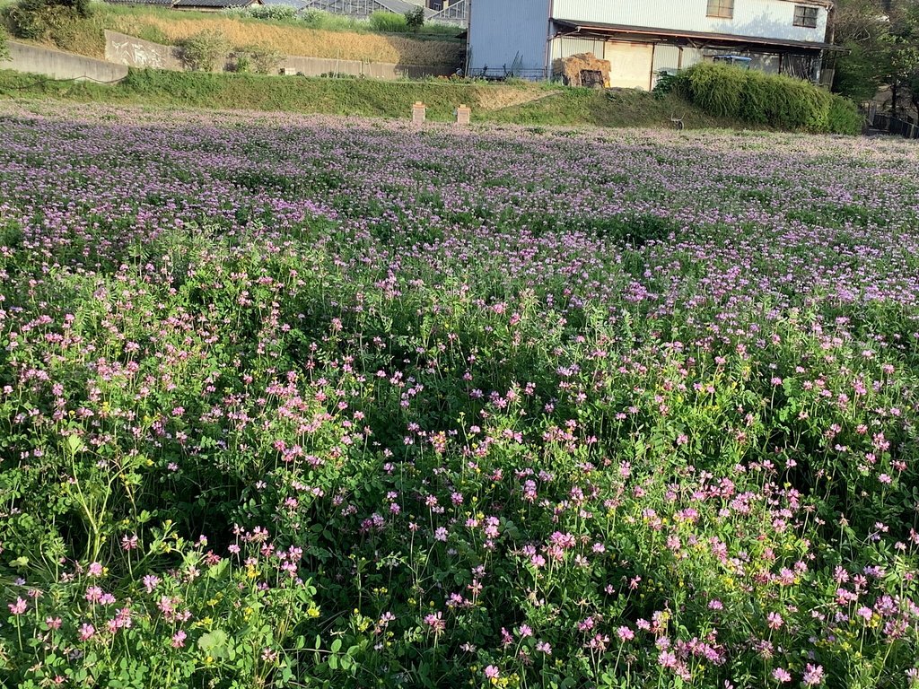 れんげ畑…パート2｜シェアハウス徒然(大阪府大阪狭山市)｜LIFULL 介護