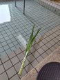 【菖蒲湯】