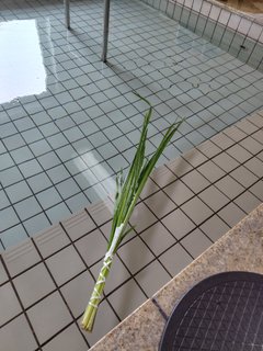 【菖蒲湯】