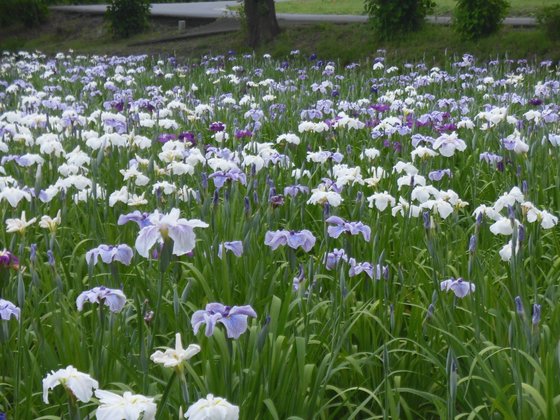 サービス付き高齢者向け住宅はなき
