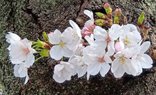 春のお花見散歩を開催