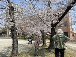 今年もお花見に行きました(^^♪