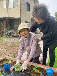 いちごの苗植え