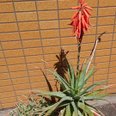 アロエの花とツバメの巣