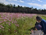 秋の楽しみ🌸コスモスを見に行こう