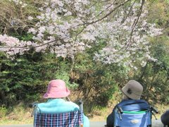 満開の桜を見にお出かけ🌸